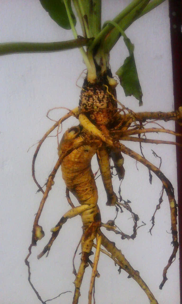 Logo Sâm Đại Quang